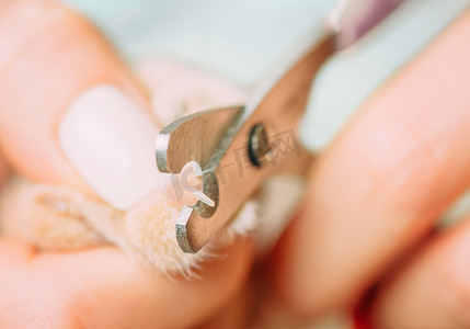 宠物家摄影照片_兽医用剪刀修剪家猫的指甲。