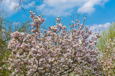 开花图片摄影照片_花园里开花果树的春天图片。