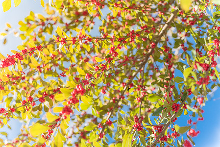 山楂果实摄影照片_阳光明媚的秋日，树枝上美丽的德克萨斯冬青冬青蜕皮红果