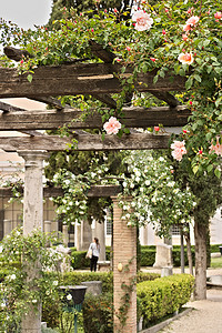 农舍摄影照片_木梁上的白色和粉红色玫瑰花架。