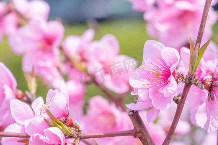 日本春天一个公园花园的树枝上美丽而优雅的浅粉色桃花。