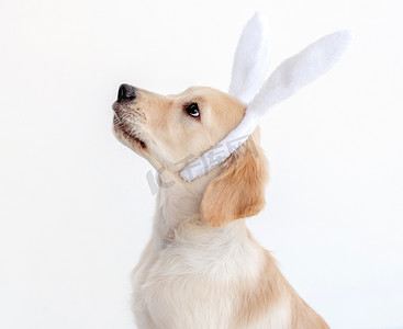 兔子耳朵里的猎犬