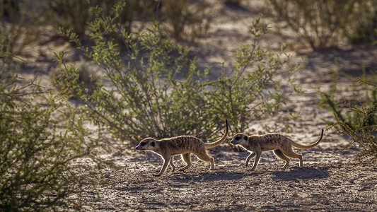 南非 Kgalagadi 跨境公园的猫鼬