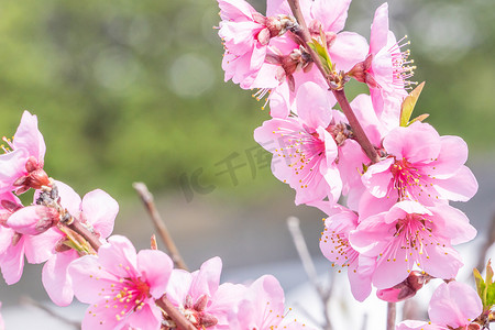日本春天一个公园花园的树枝上美丽而优雅的浅粉色桃花。