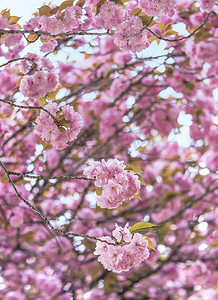 樱花山摄影照片_粉红色的樱花球花飞鸟山公园