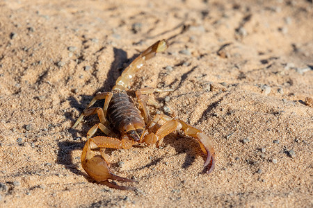 走在博茨瓦纳沙地的蝎子，非洲野​​生动物
