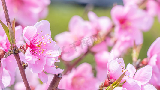 日本春天一个公园花园的树枝上美丽而优雅的浅粉色桃花。