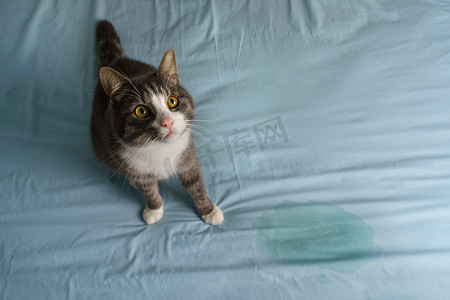 家猫坐在床上的湿点或尿点附近。