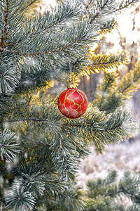 森林里圣诞树树枝上挂着新年球