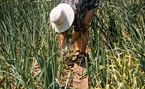 大蒜种植摄影照片_一个女人在阳光明媚的日子里种植植物和农场。