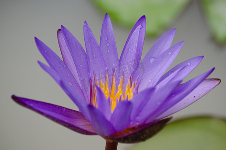 紫色的莲花在盛开中漂浮