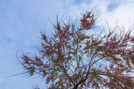 粉色大树摄影照片_开花的犹大树
