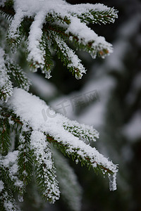 圣诞常青松树覆盖着新鲜的雪