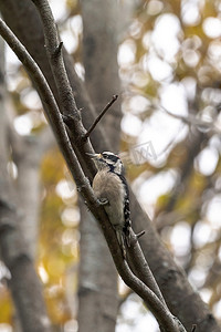 中西部地区摄影照片_中西部地区，一张野生鸟类特写照片，一只雄性绒毛啄木鸟栖息在树林的树枝上，背景中的其他树木模糊不清。