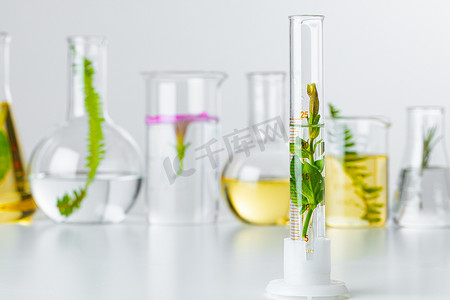 实验室玻璃器皿中的植物。