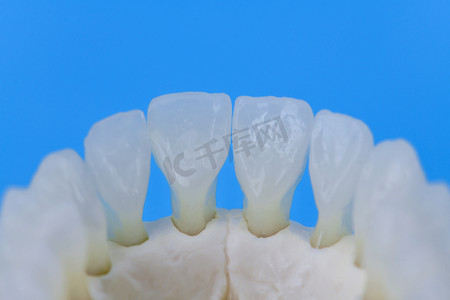 人下颌牙齿解剖模型