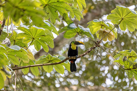 黄喉巨嘴鸟 Ramphastos ambiguus