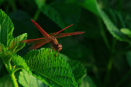 红蜻蜓在绿叶上展示翅膀细节作为阳光日的自然背景