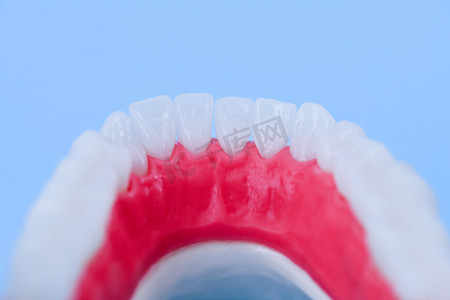 有牙齿和牙龈解剖模型的下人类颌