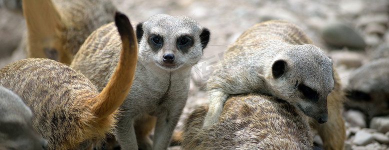 福塔摄影照片_福塔野生动物园的猫鼬家族