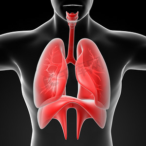 胃肝肾摄影照片_人体消化系统肝脏呈红色
