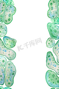单细胞绿蓝藻小球藻螺旋藻的无缝垂直边框与大细胞单细胞与脂质杂草滴。