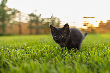 黑色好奇的小猫在户外的草地上 — 宠物和家猫的概念。