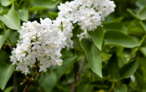 白色鲜花摄影照片_树上刚刚绽放的白色丁香枝
