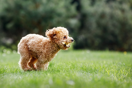 棕色疯狂贵宾犬小狗在草地上快速奔跑。