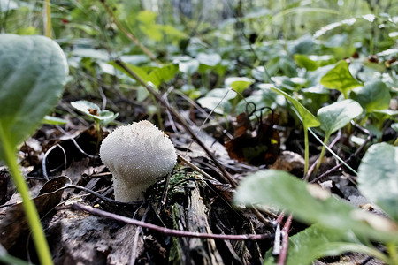 生长在树林中的食用蘑菇，拉丁文名称为 Lycoperdon