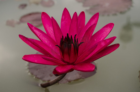 粉红色的莲花漂浮在盛开的地方