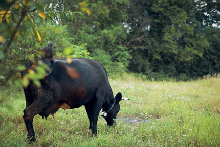 公牛在草地自然动物农场吃草