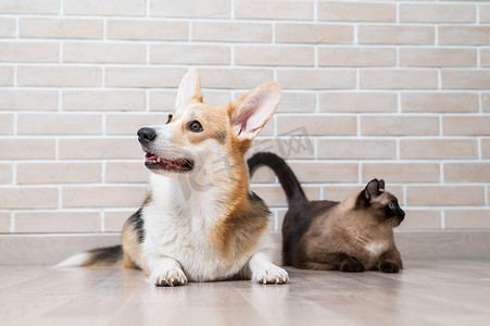 三色摄影照片_砖墙背景上的柯基犬三色和泰国猫。