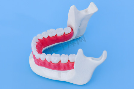 有牙齿和牙龈解剖模型的下人类颌