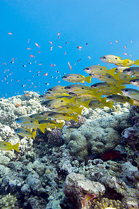 热带海域珊瑚礁，水下有一群山羊鱼