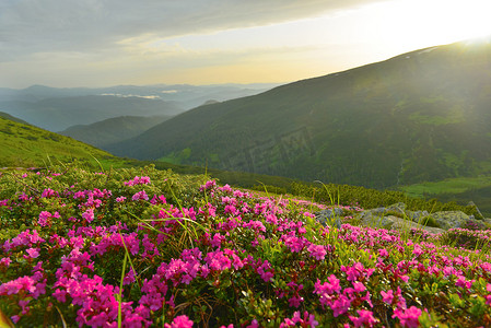 夏季山中盛开的粉红色杜鹃花