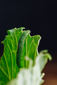 昆虫叶子摄影照片_绿色毛毛虫在叶子上爬行
