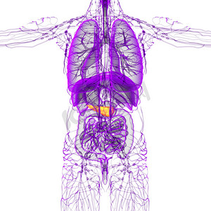 胰酶摄影照片_3d 渲染胰腺的医学插图