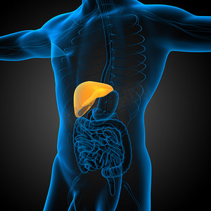 胃肝肾摄影照片_3d 渲染肝脏的医学插图