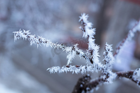 白雪覆盖的寒冷冬季树枝特写