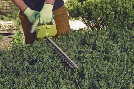 戴着彩色手套的不知名园丁的手正在阳光明媚的后院用电动绿篱机修剪杂草丛生的绿色灌木。