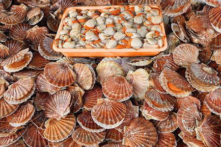 法国迪耶普海鲜市场上的新鲜扇贝