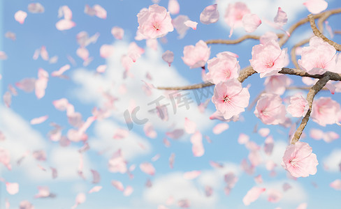 的粉色背景摄影照片_飘落的樱花花瓣背景