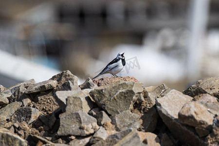 白鹡鸰，岩石上的单鸟