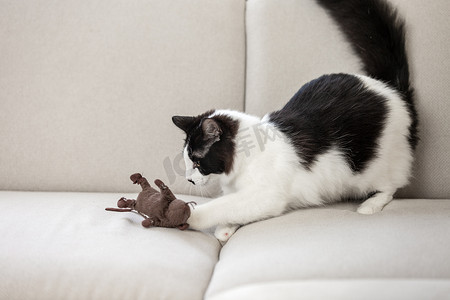 猫在沙发上玩玩具