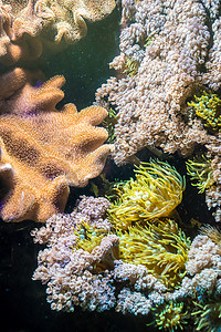 热带水生植物珊瑚海葵多彩植物群海