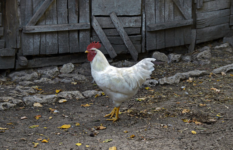 羽毛红色摄影照片_院子里的白公鸡