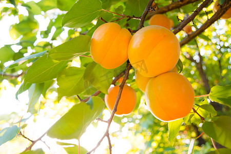 温暖阳光明媚的日子，绿叶间枝条上成熟的甜杏果