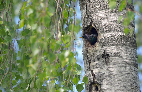 鸟筑巢摄影照片_椋鸟在森林中筑巢