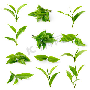 种茶摄影照片_孤立在白色背景上的绿茶叶